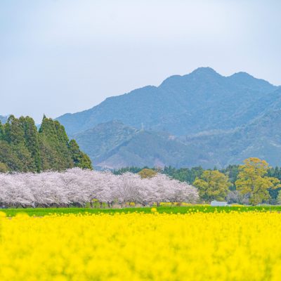 早春の時期におすすめ宮崎情報！